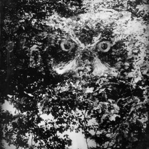 L'arbre-poing, 12 photographies au collodion humide / jb rengeval