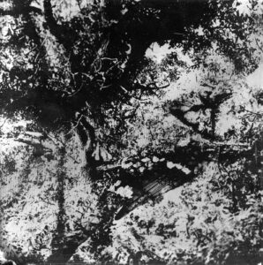 L'arbre-poing, 12 photographies au collodion humide / jb rengeval