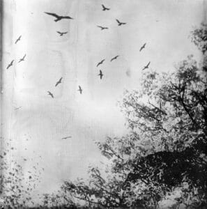 L'arbre-poing, 12 photographies au collodion humide / jb rengeval