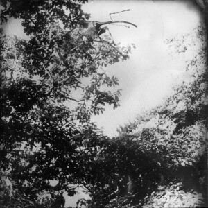 L'arbre-poing, 12 photographies au collodion humide / jb rengeval