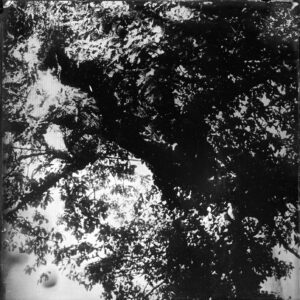 L'arbre-poing, 12 photographies au collodion humide / jb rengeval
